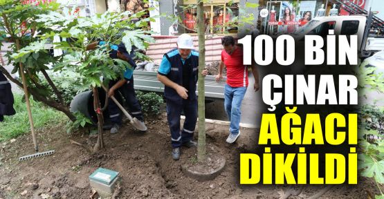  100 bin Çınar ağacı dikildi