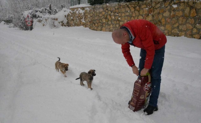 Bozüyük'te sokak hayvanlarına yem desteği