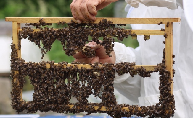 Katılımlı Arıcılık Projesi'nde oğul arı üretimi başladı