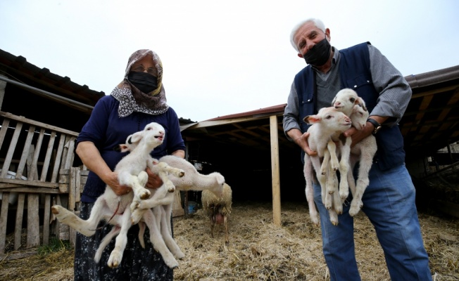 Kırklareli'nde bir koyun altız doğurdu