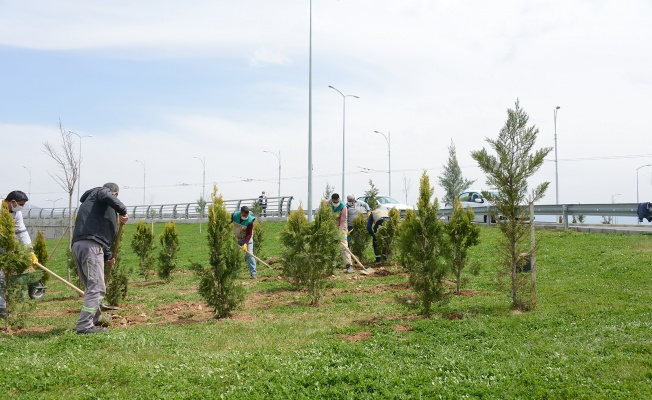 Malatya'da park ve refüjler yenileniyor