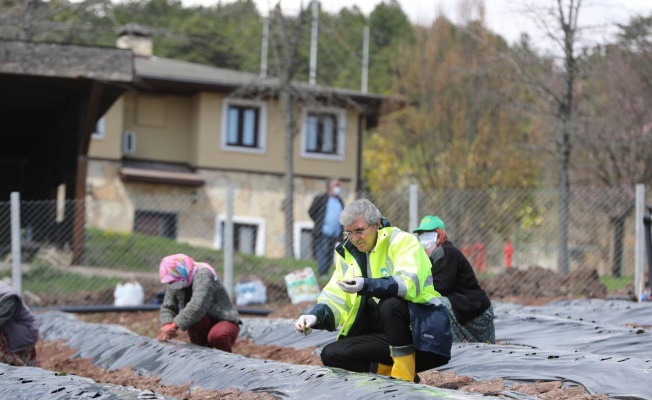 Sakarya, çilek üretim alanı ile istihdam yaratıyor