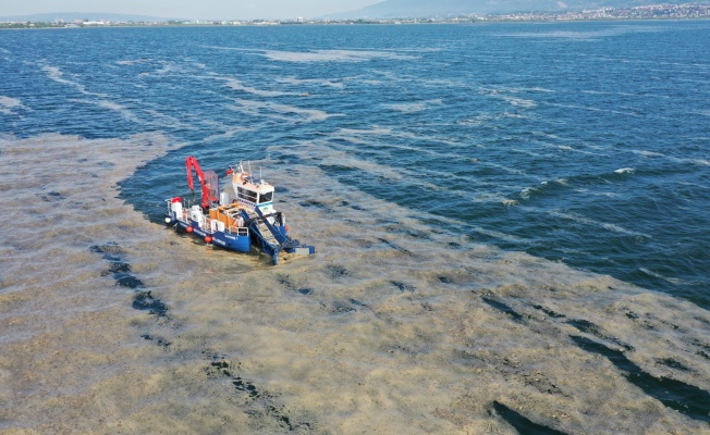 38 günde 100 ton deniz salyası toplandı