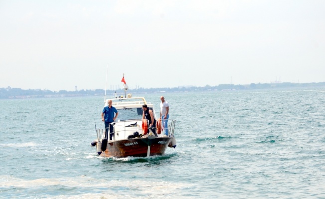 Kocaeli'de denize düşerek kaybolan kedinin yavrularına esnaf sahip çıktı