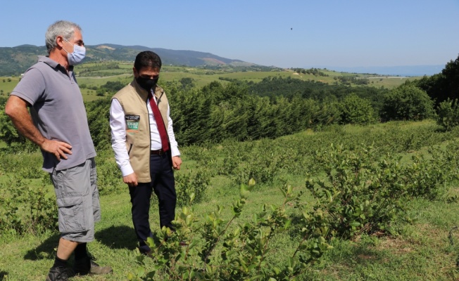 Yalova'da yetiştirilen aronya meyvesine coğrafi işaret