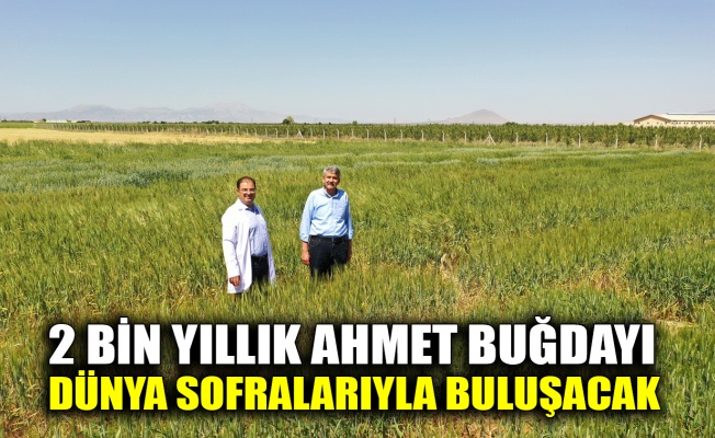 2 bin yıllık Ahmet Buğdayı dünya sofralarıyla buluşacak