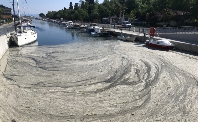 Anadolu Yakası'nda müsilaj birikmeleri görülmeye devam ediyor