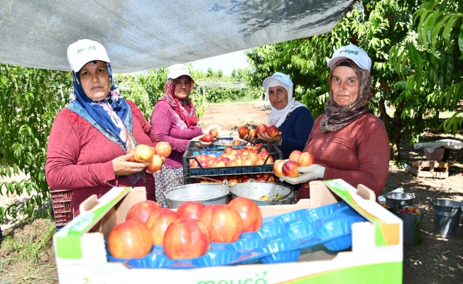 Bursa İznik’te nektarin hasadı