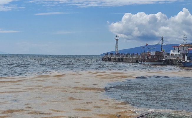 Gemlik Körfezi'nde deniz salyası kıyı bölgelerde yoğunlaştı