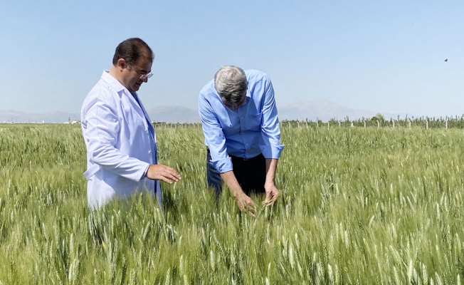 İki bin yıllık Ahmet Buğdayı tarıma kazandırılacak