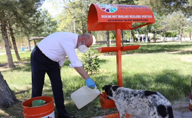 Kayseri Kocasinan’da canlılara hayati destek