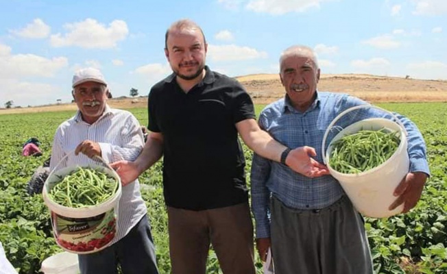 Kilis Ziraat Odası’ndan Uzunlu Köyü’nde organik ürün hasadı