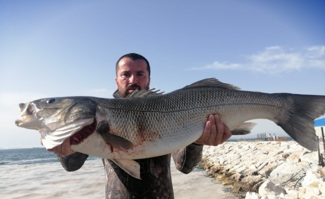 Marmara Denizi'nde zıpkınla 11 kilo 400 gram levrek avladı