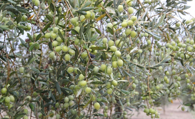 Osmaniye OSB, ‘Muz Serası’ kuruyor