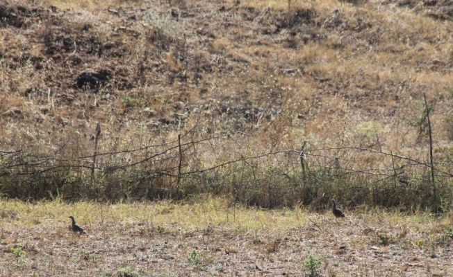 Balıkesir'in Manyas ilçesinde doğaya keklik salındı