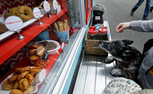 Bilim insanları köpek mamalarına karşı uyardı!