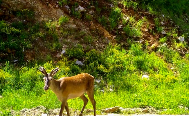 Bursa'nın yaban hayatı fotokapanla gözlem altında tutuluyor