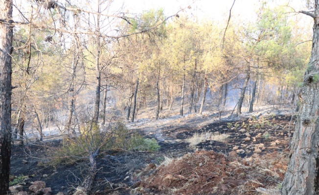 Gaziantep’ten Kilis’e 70 bin fidan desteği