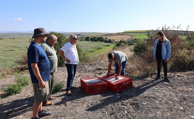 Balıkesir'de 120 sülün doğaya salındı