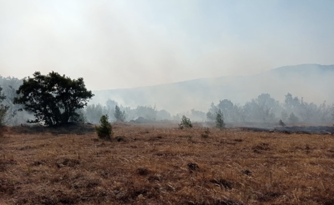 Balıkesir'in Savaştepe ilçesinde orman yangını çıktı