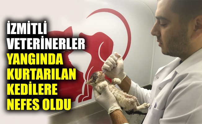 İzmitli veterinerler, yangında kurtarılan kedilere nefes oldu