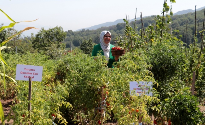 Kocaeli'de ata tohumları kadınların elinde yeşeriyor