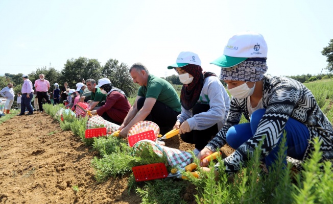 Kocaeli’de dikilen 2,6 milyon biberiyenin hasadına başlandı