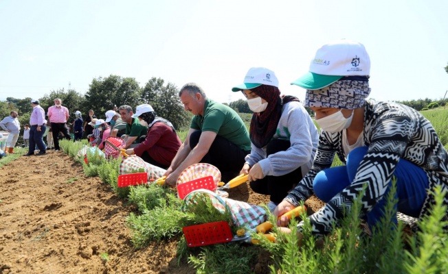 Kocaeli’nin biberiyelerinde hasat zamanı