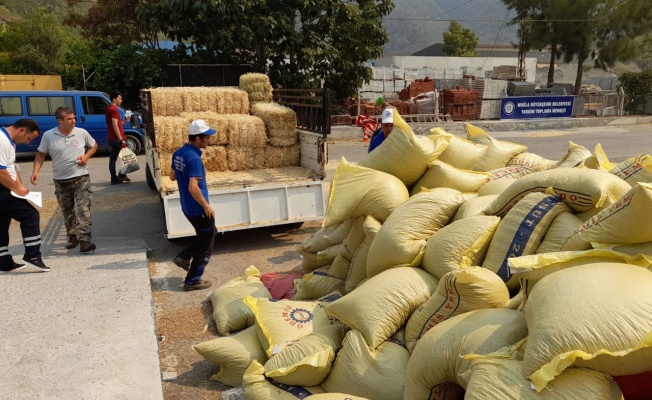 Muğla’dan 368 ton hayvan besini desteği