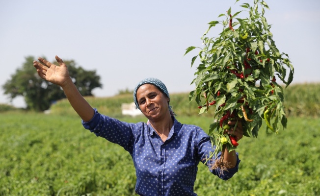 Tava ciğerinin sevilen garnitürü Karaağaç acı biberinde hasat başladı