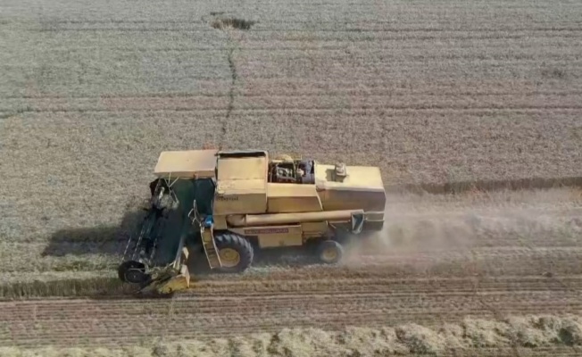 Trakya'da buğday verimi çiftçileri sevindirdi