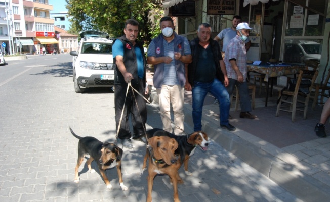 Bayramiç'te av köpeklerine kuduz aşısı yapıldı