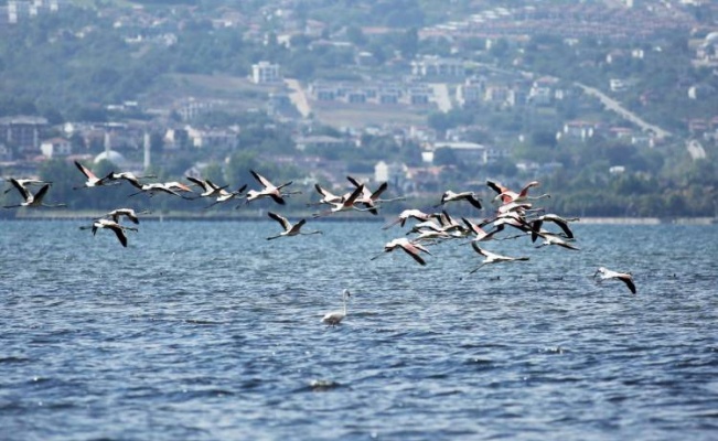 Filamingolar İzmit Körfezi'nde