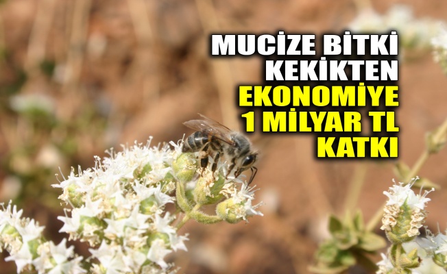 Mucize bitki kekikten ekonomiye 1 milyar TL katkı