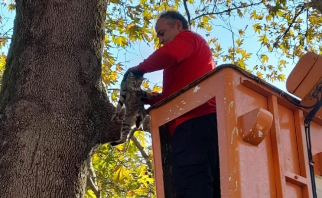 İzmit'te minik kedi belediye personeli tarafından kurtarıldı 