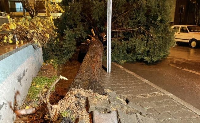 Balıkesir'de kuvvetli fırtına ağaçları ve otobüs durağını devirdi