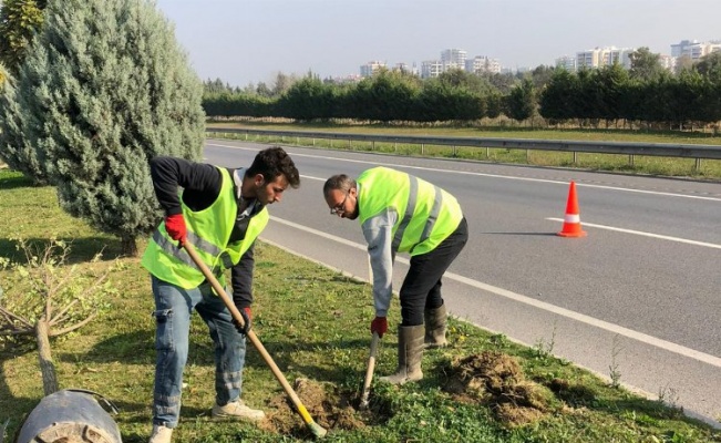 Manisa'da 660 ağaç toprakla buluştu 