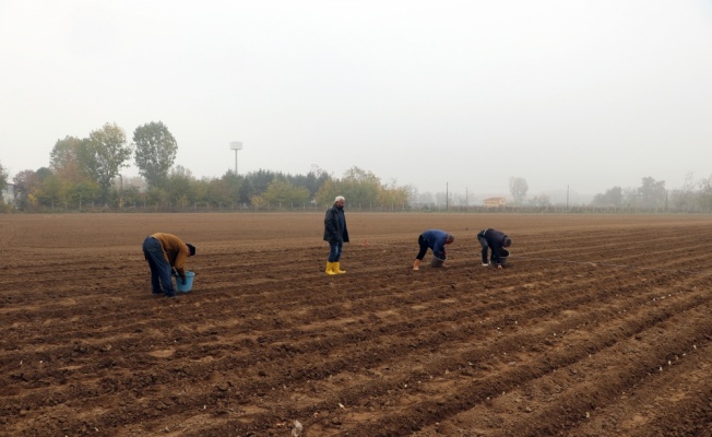 Yüksek getirili zambak üretiminin Edirne'de yaygınlaştırılması hedefleniyor