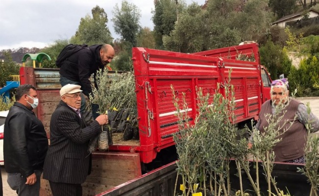 BALKANTÜRKSİAD'dan zeytin fidanı desteği