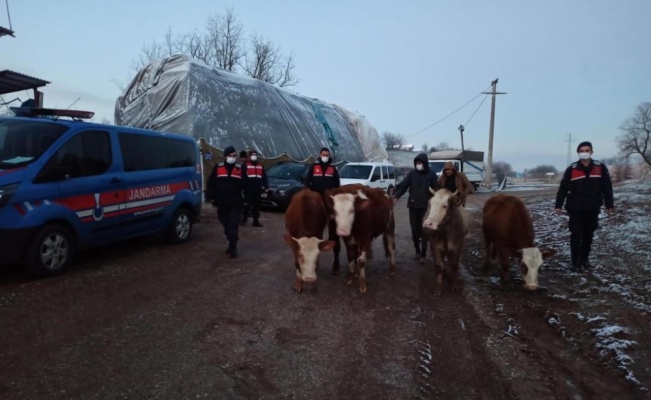 Bursa'da büyükbaş hayvan çalan 3 kişi gözaltına alındı