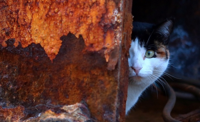 Gemide dünyaya gelen kedi, tayfanın yol arkadaşı oldu