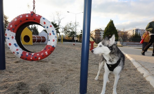 İzmir Gaziemir'de köpek parkı 