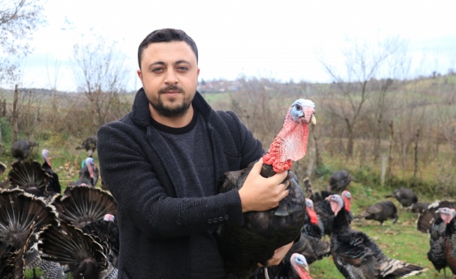 Kandıralı hindi üreticisinin yılbaşı mesaisi erken başladı