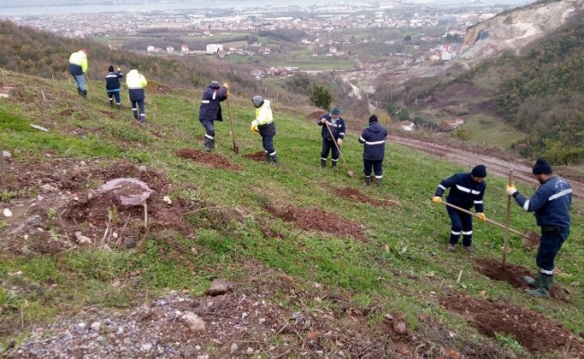 Kocaeli Gölcük Hisareyn’e bal ormanı