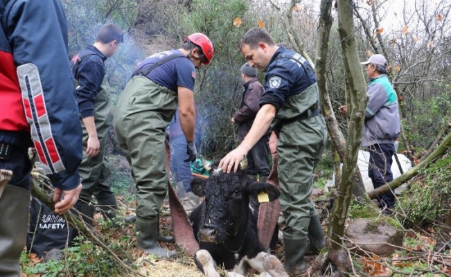 Manisa’da uçuruma düşen gebe inek kurtarıldı