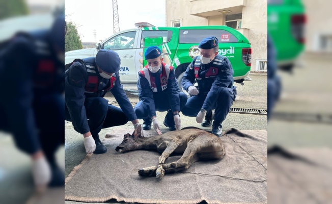 Sakarya'da jandarmanın bulduğu yaralı karaca tedaviye alındı