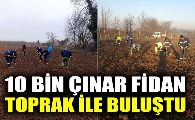 10 bin çınar fidan toprak ile buluştu