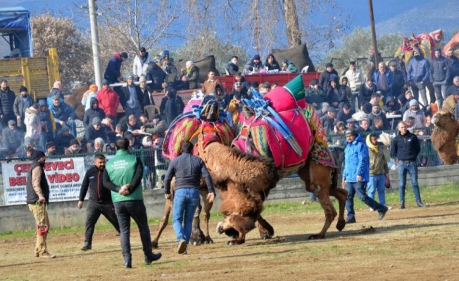 27. Atça Deve Güreşi Festivali düzenlendi 