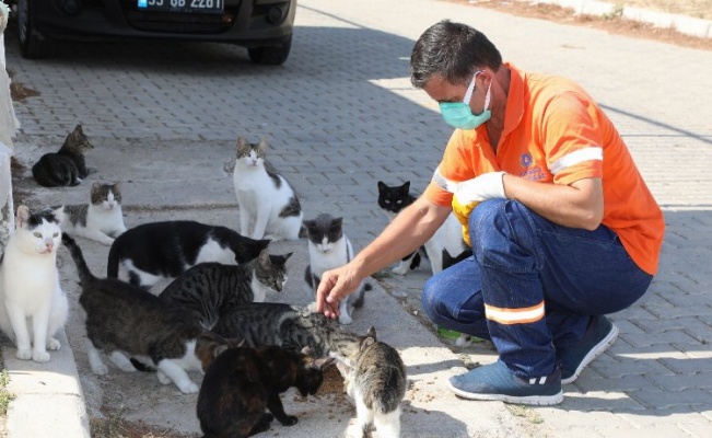 İzmir Gaziemir'de artık gıdalar sokak hayvanlarına 