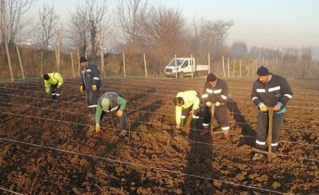 Kocaeli'nde 10 bin çuha fide toprakla buluştu 